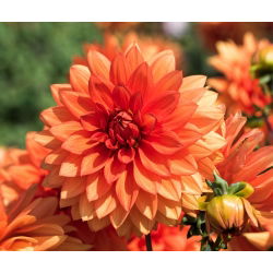 Dværg Dahlia Dobbeltblandet frø - Dahlia pinnata fl.pl. - 60 frø - Dahlia pinnata fl. pl.