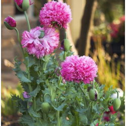 Kukemagun - 9000 seemned - Papaver rhoeas