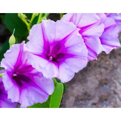 Ранкова слава змішаних насіння - Іпомея триколор - 84 насіння - Ipomoea tricolor
