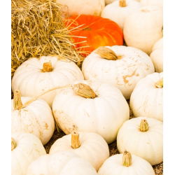 Hạt bí ngô Boo Boo - Cucurbita Pepo - 33 hạt