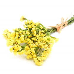 Statice sinuata - Giallo - Limonium sinuatum - Fioriture gialle ideali per essiccazione - Semi Freschi