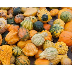 Biji sayuran campuran Squash - Cucurbita pepo - 18 biji - benih
