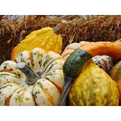 Biji sayuran campuran Squash - Cucurbita pepo - 18 biji - benih