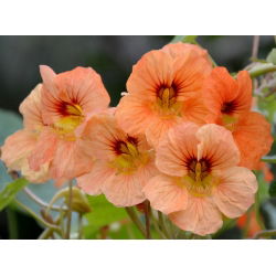 Nasturtium Alaska Somon Portakal tohumları - Tropaeolum majus var. Nanum - 24 tohum