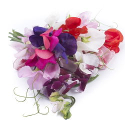 Guisante de Olor - variada - Lathyrus odoratus - Vides de rápido crecimiento, hasta 120 cm de altura - Semillas frescas