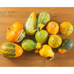 Biji sayuran campuran Squash - Cucurbita pepo - 18 biji - benih