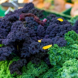 Varză kale - Scarlet - Frumusețe rezistentă de iarnă, cu nuanțe violet intense - Semințe proaspete