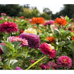 Zinnia Lilliput semințe amestecate - Zinnia elegans - 90 de semințe