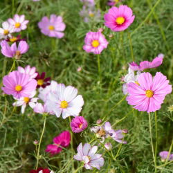 Sementes Cosmos Vega Mix - Cosmos bipinnatus - 150 sementes