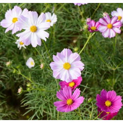 Sementes Cosmos Vega Mix - Cosmos bipinnatus - 150 sementes