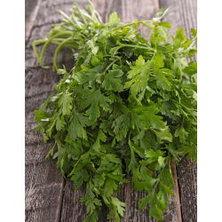 Магданоз Гигант на Италия - Petroselinum crispum - 1200 семена