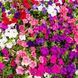 Petunia de Los Balcones - Variada - Petunia x hybrida pendula - Cascadas exuberantes, impresionante belleza colgante - Semillas frescas
