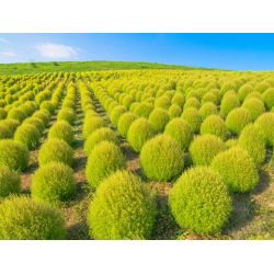 Benih Kochia - Kochia scoparia - Bassia scoparia