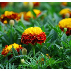 Marigold Orange Flame seeds - Tagetes patula nana - 350 biji - Tagetes patula L.
