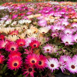 Magic Carpet Segatud seemned - Mesembryanthemum criniflorum - 1600 seemet - Doroteantus bellidiformis