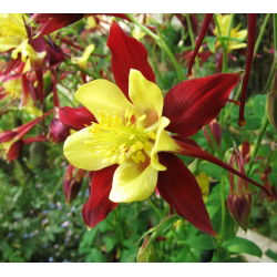 Hạt trộn của Columbusine McKana - Aquilegia x hybrida - 400 hạt - Aquilegia hybrida