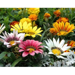 Сокровища цветов, Газания смесь семян - Газания Ригенс - 130 семян - Gazania splendens - семена
