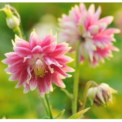 Семе Цолумбине Нора Барлов - Акуилегиа вулгарис фл.пл. - 350 семена - Aquilegia vulgaris ‘Nora Barlow'