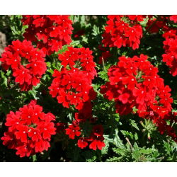 Hibridinė svyranti verbena - (Verbena hybrida pendula) - Krentantys violetiniai žiedai kabančioms kompozicijoms - Šviežios sėklos