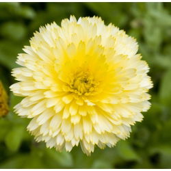 Крем за саксии с калигоподобни семена - Calendula offficinalis - 240 семена - Calendula officinalis