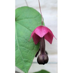 Rhodochiton Purple Bell เมล็ด - Rhodochiton atrosanguineus - 6 เมล็ด
