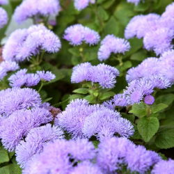 Agerantum, Floss Sjeme cvijeća - Ageratum houstonianum Mill. - 3750 sjemenki - sjemenke
