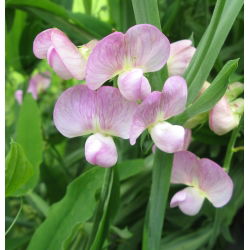 Вечнозелен грах, многогодишни грахови смески - Lathyrus latifolius - 18 семена