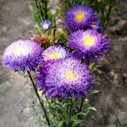 Kininiai ratiliai Princes - mišinys - (Callistephus chinensis) - Ryškios spalvos, ilgalaikis įspūdis - Šviežios sėklos