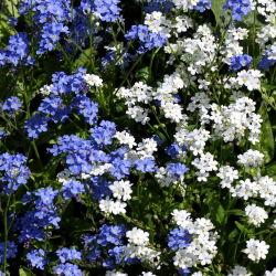 Alpine Forget-Me-Ei segatud seemned - Myosotis alpestris - 800 seemet