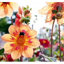 Hạt giống Dahlia Collarette Dandy Mix - Dahlia variabilis - 60 hạt