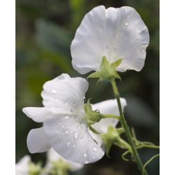 Guisante de Olor - blanco - Lathyrus odoratus - Elegantes flores fragantes de junio a septiembre - Semillas frescas