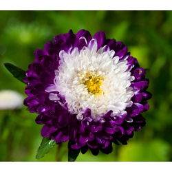 Hạt hỗn hợp Aster Pompon Trung Quốc - Callistephus chinensis - 500 hạt