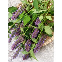 Hạt giống Hyssop khổng lồ Mexico - Agastache maxicana - 210 hạt - Agastache mexicana