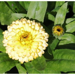 Крем за саксии с калигоподобни семена - Calendula offficinalis - 240 семена - Calendula officinalis