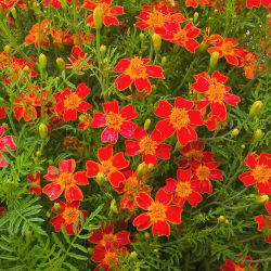 Kleinbloemige Afrikaan Tagetes - Red Gem - 600 zaden - Tagetes tenuifolia