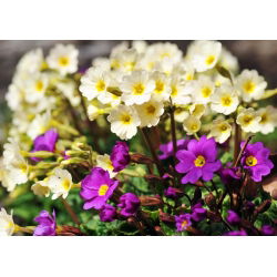 Hạt giống Primrose Crescendo - Primula elatior - 330 hạt
