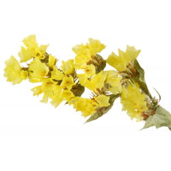 Statice sinuata - Giallo - Limonium sinuatum - Fioriture gialle ideali per essiccazione - Semi Freschi