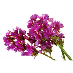 Statice sinuata - Carminio - Limonium sinuatum - Fiori rosa vibranti, eleganza estiva - Semi Freschi