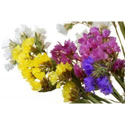 Hạt hỗn hợp Statice - Limonium sinuatum - 105 hạt