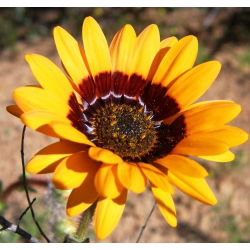 Kap-Gänseblümchen, Monarch der Veldt-Mischsamen - Venidium fastuosum - 130 Samen - 
