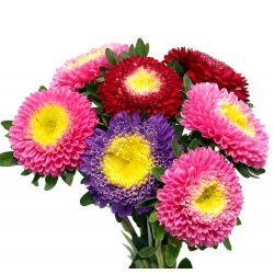 Hạt hỗn hợp Aster Pompon Trung Quốc - Callistephus chinensis - 500 hạt