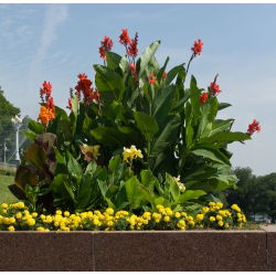Indian Shot semená - Canna indica - 5 semien