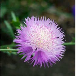 Hạt giống hỗn hợp ngọt ngào - Centaurea royalialis - 200 hạt giống - Centaurea imperialis