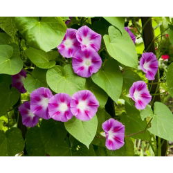Спільна Ранкова слава змішаних насіння - Ipomea purpurea - Ipomoea purpurea