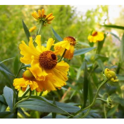Hạt Sneezeweed phổ biến - Helenium fallale - 500 hạt - Helenium autumnale