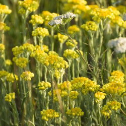 Žlté semená Ageratum - Lonas annua - 1800 semien