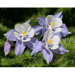 Hạt trộn của Columbusine McKana - Aquilegia x hybrida - 400 hạt - Aquilegia hybrida