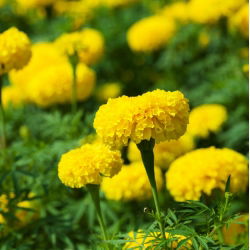 マリーゴールドレモンドロップシード - マンジュギク -  300種子 - Tagetes erecta  - シーズ
