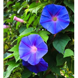 Спільна Ранкова слава змішаних насіння - Ipomea purpurea - Ipomoea purpurea