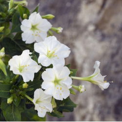 Vidunderblomst - Mirabilis jalapa - Rig duft, perfekt til sommeraftener - Friske frø